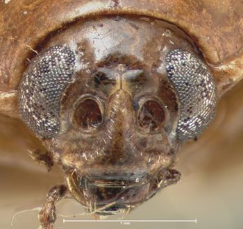 Media type: image;   Entomology 29044 Aspect: head frontal view